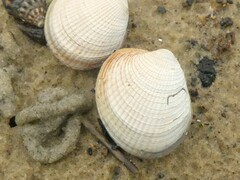 Austrovenus stutchburyi