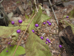 Callicarpa