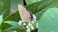 Jamides alecto dromicus