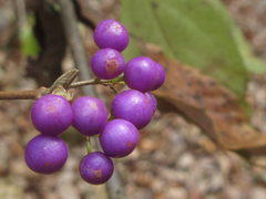Callicarpa