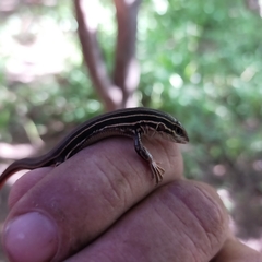 Aspidoscelis costatus