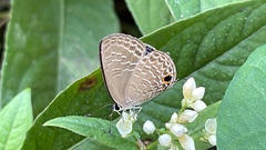 Jamides alecto dromicus