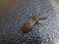 Isyndus obscurus