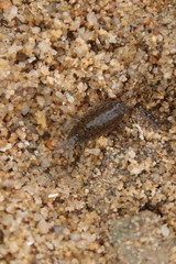 Ligia exotica