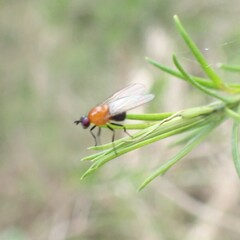 Sapromyza sciomyzina