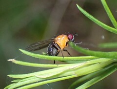 Sapromyza sciomyzina