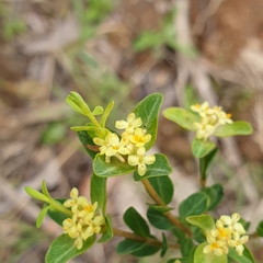 Pimelea flava