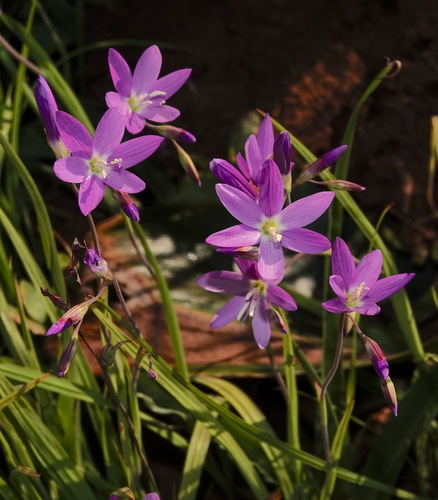 Geissorhiza inaequalis