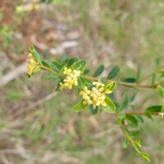 Pimelea flava