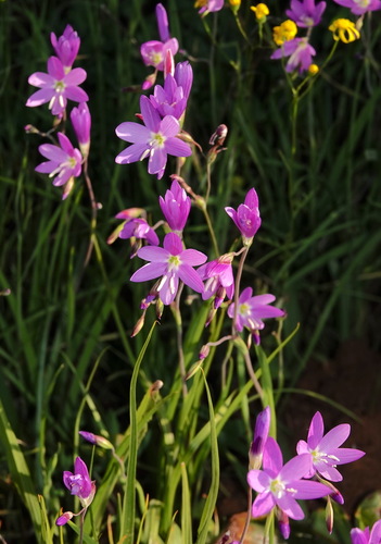 Geissorhiza inaequalis