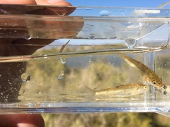 Siphateles boraxobius