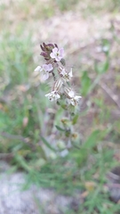 Silene gallica gallica