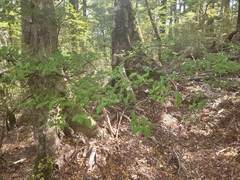 Coprosma foetidissima