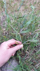 Silene gallica gallica