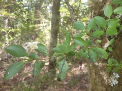 Coprosma foetidissima