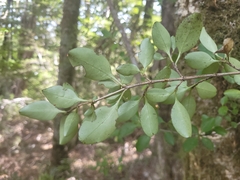 Coprosma foetidissima