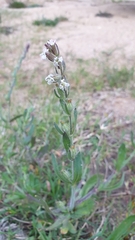 Silene gallica gallica