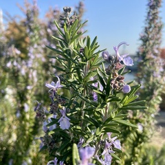 Salvia rosmarinus