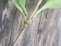 Coprosma foetidissima