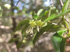 Coprosma foetidissima