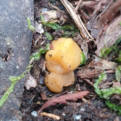 Phaeohelotium baileyanum