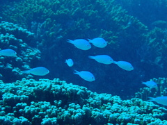 Chromis viridis