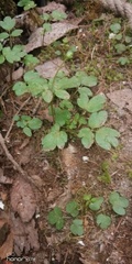 Adoxa moschatellina