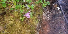 Calypso bulbosa