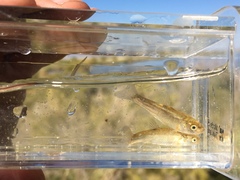 Siphateles boraxobius