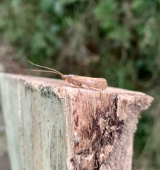 Limnephilus