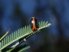 Calomela curtisi