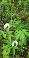 Clematis alpina sibirica