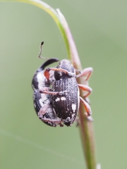 Aoplocnemis rufipes