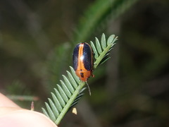Calomela curtisi
