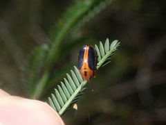 Calomela curtisi