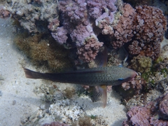 Chlorurus spilurus
