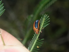 Calomela curtisi
