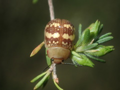 Paropsis
