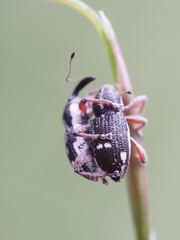 Aoplocnemis rufipes