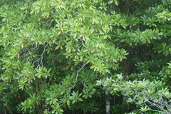 Rhizophoraceae