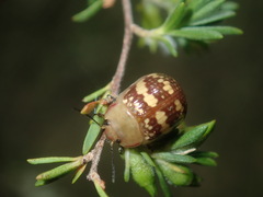 Paropsis