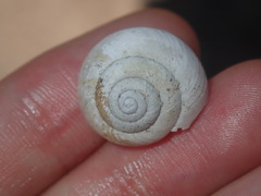 Sauroconcha corneovirens