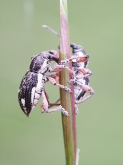 Aoplocnemis rufipes