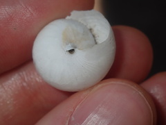Sauroconcha corneovirens