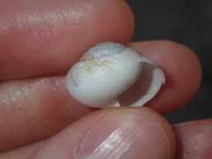 Sauroconcha corneovirens