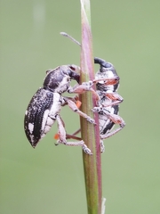 Aoplocnemis rufipes