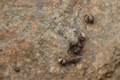 Littoraria sinensis