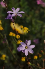Ixia rapunculoides