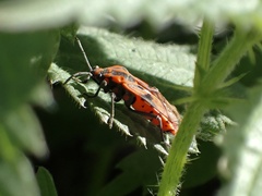Spilostethus furcula