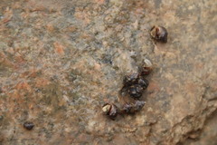Littoraria sinensis